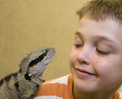 Geckoes Wildlife Presentations - Accommodation Mermaid Beach 2
