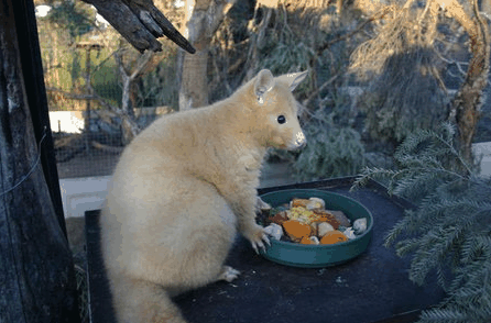 Caversham Wildlife Park - Accommodation Mermaid Beach 1