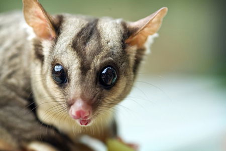 David Fleay Wildlife Park - Accommodation Mermaid Beach 1