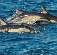 Dolphin Swim Australia - Accommodation Mermaid Beach
