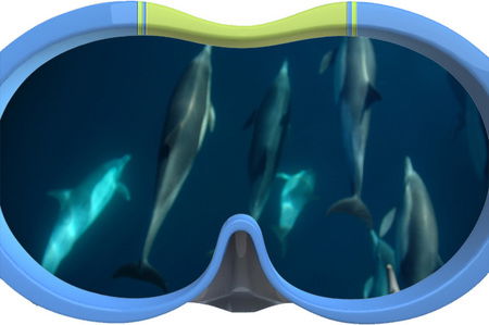 Dolphin Swim Australia - Accommodation Mermaid Beach 3