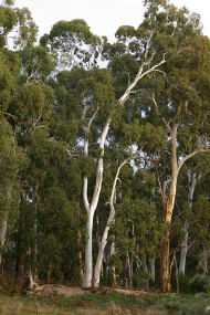 Heysen - The Cedars - Accommodation Mermaid Beach 2