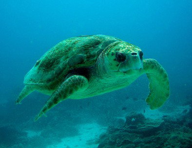 Snorkel Safari Brisbane - Accommodation Mermaid Beach 4