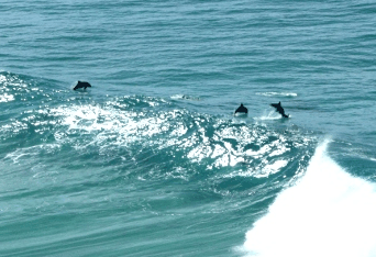 Beach Trekkers North Stradbroke Island - Accommodation Mermaid Beach 2