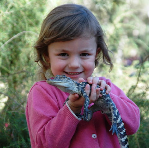 Australian Reptile Park - Accommodation Mermaid Beach 2