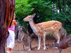 Birdland Animal Park - Accommodation Mermaid Beach 4