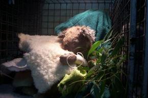 Jirrahlinga Koala & Wildlife Sanctuary - Accommodation Mermaid Beach 3