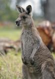 Jirrahlinga Koala & Wildlife Sanctuary - Accommodation Mermaid Beach 4