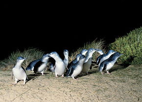 Phillip Island Penguin Parade - Accommodation Mermaid Beach 3