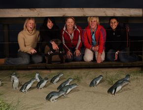 Phillip Island Penguin Parade - Accommodation Mermaid Beach 4