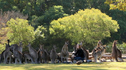 Lone Pine Koala Sanctuary - Accommodation Mermaid Beach 1