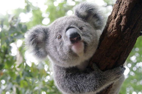 Lone Pine Koala Sanctuary - Accommodation Mermaid Beach 3