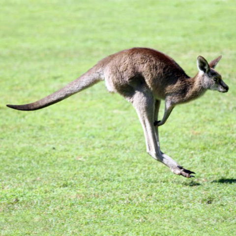 Lone Pine Koala Sanctuary - Accommodation Mermaid Beach 4