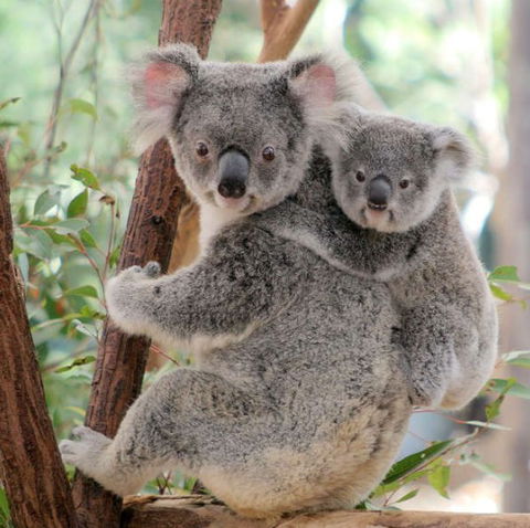 Lone Pine Koala Sanctuary - Accommodation Mermaid Beach 6