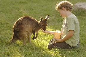 Cleland Wildlife Park - Accommodation Mermaid Beach 4