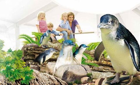 Manly SEA LIFE Sanctuary - Accommodation Mermaid Beach 1