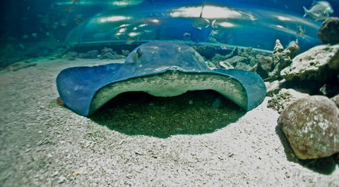 Manly SEA LIFE Sanctuary - Accommodation Mermaid Beach 3