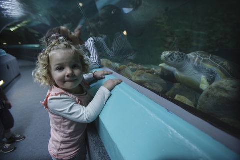 Manly SEA LIFE Sanctuary - Accommodation Mermaid Beach 4