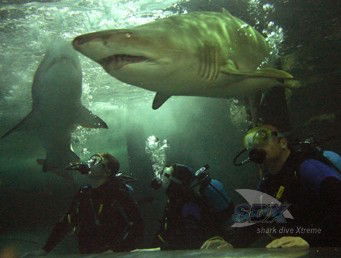 Manly SEA LIFE Sanctuary - Accommodation Mermaid Beach 5