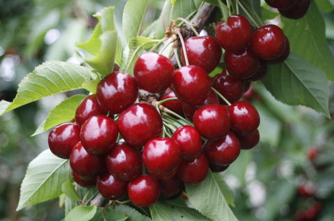 Blue Hills Berries & Cherries - Accommodation Mermaid Beach 2
