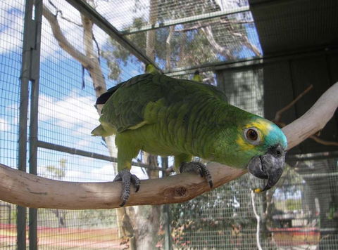 Darling Downs Zoo - Accommodation Mermaid Beach 1