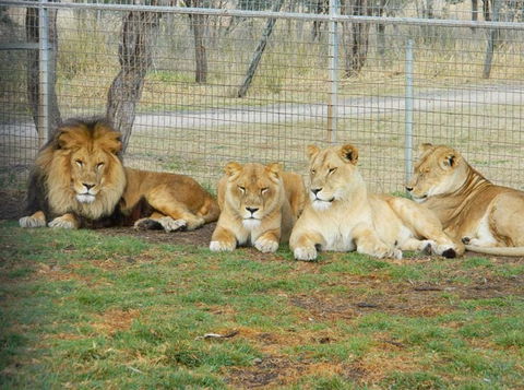 Darling Downs Zoo - Accommodation Mermaid Beach 4