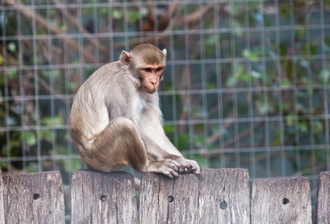 Darling Downs Zoo - Accommodation Mermaid Beach 5