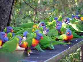 Gorge Wildlife Park - Accommodation Mermaid Beach 4