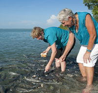 Aquascene Fish Feeding Sanctuary - Accommodation Mermaid Beach