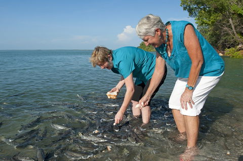 Aquascene Fish Feeding Sanctuary - Accommodation Mermaid Beach 0