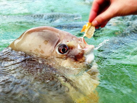 Aquascene Fish Feeding Sanctuary - Accommodation Mermaid Beach 1