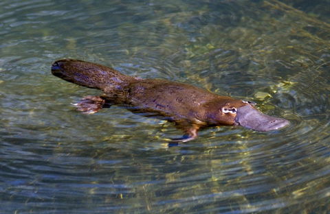 David Fleay Wildlife Park - Accommodation Mermaid Beach 4