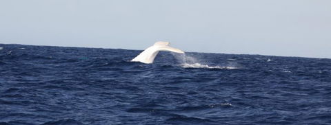 Australian Whale Watching - Accommodation Mermaid Beach 0