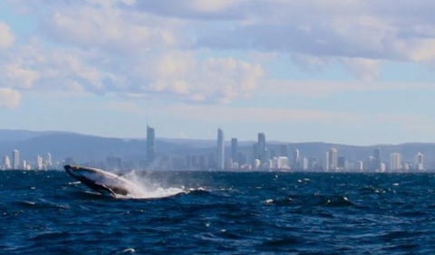 Australian Whale Watching - Accommodation Mermaid Beach 1