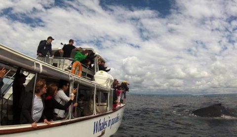 Australian Whale Watching - Accommodation Mermaid Beach 2