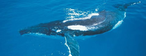 Australian Whale Watching - Accommodation Mermaid Beach 6