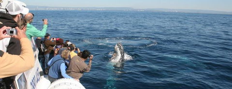 Australian Whale Watching - Accommodation Mermaid Beach 7