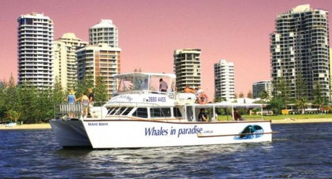 Australian Whale Watching - Accommodation Mermaid Beach 8