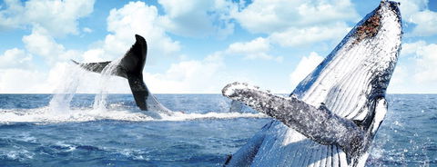 Australian Whale Watching - Accommodation Mermaid Beach 11