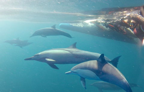 Dolphin Swim Australia - Accommodation Mermaid Beach 5
