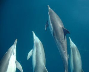 Dolphin Swim Australia - Accommodation Mermaid Beach 6
