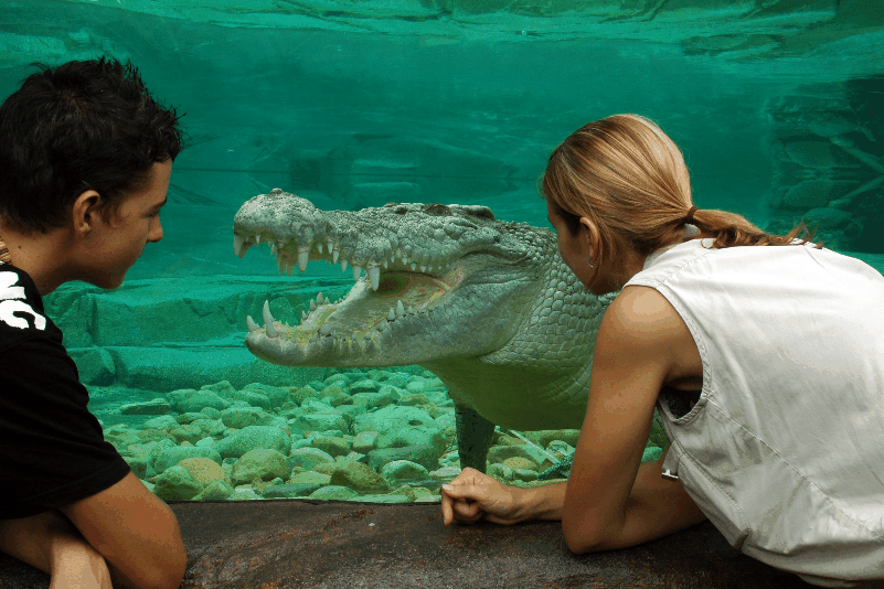 Cairns Wildlife Dome - Accommodation Mermaid Beach 1