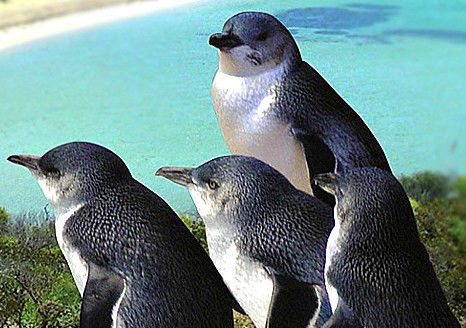Rockingham Wild Encounters - Accommodation Mermaid Beach 0