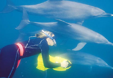 Rockingham Wild Encounters - Accommodation Mermaid Beach 1