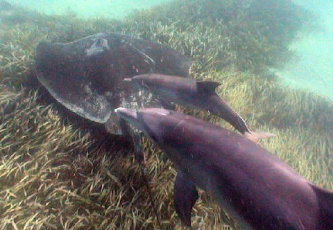 Rockingham Wild Encounters - Accommodation Mermaid Beach 3