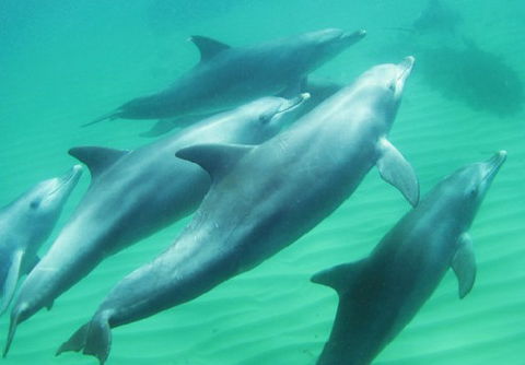 Rockingham Wild Encounters - Accommodation Mermaid Beach 4