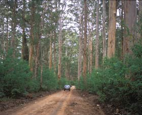 Boranup Drive - Accommodation Mermaid Beach 0