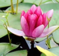 The Lotus Day Spa and Retreat - Accommodation Mermaid Beach
