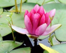The Lotus Day Spa And Retreat - Accommodation Mermaid Beach 0