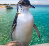 Penguin Island - Accommodation Mermaid Beach